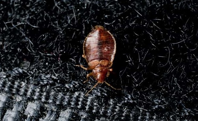 Can Sleeping Bags get Bed Bugs? explained in details 