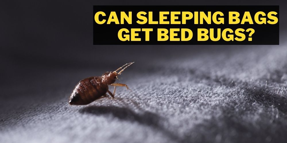 Can Sleeping Bags get Bed Bugs