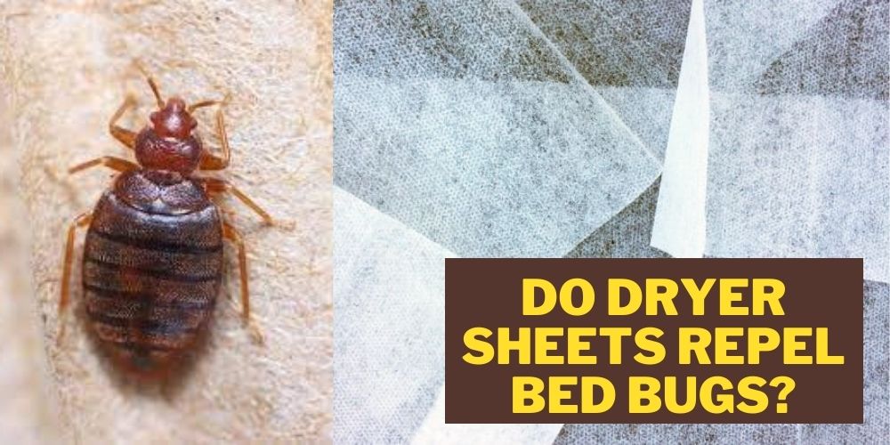Do dryer sheets repel bed bugs?