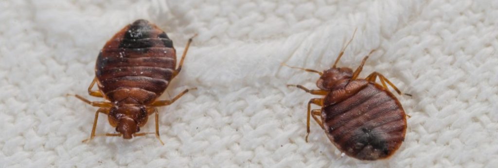 Do dryer sheets repel bed bugs