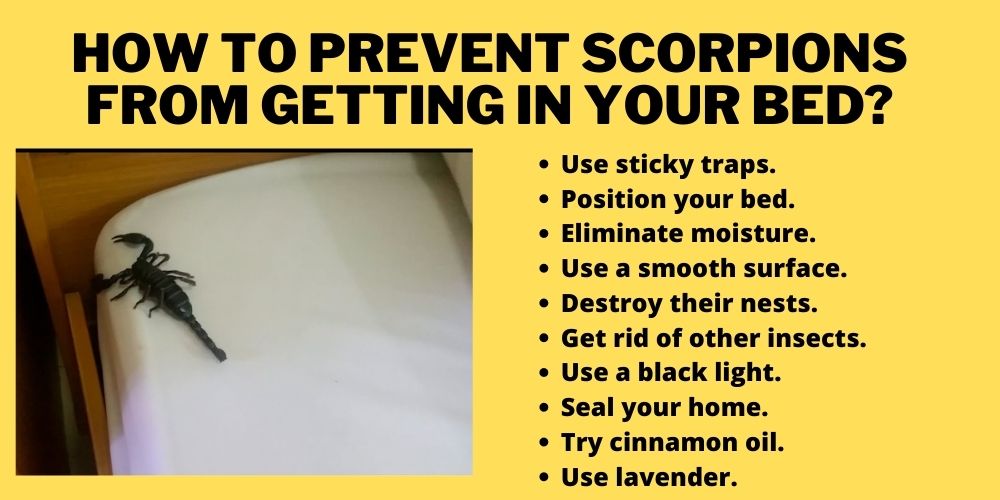 prevent scorpions from getting in your bed