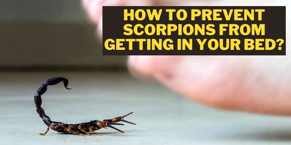 prevent scorpions from getting in bed