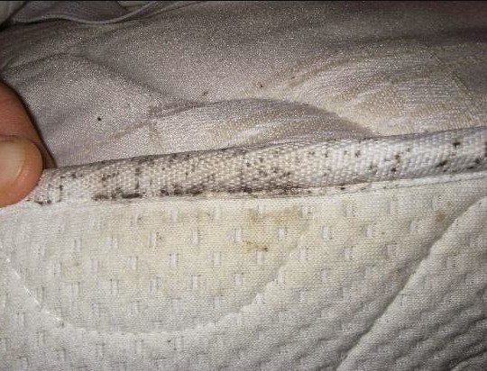 Can bed bugs grow on your memory foam bed? 