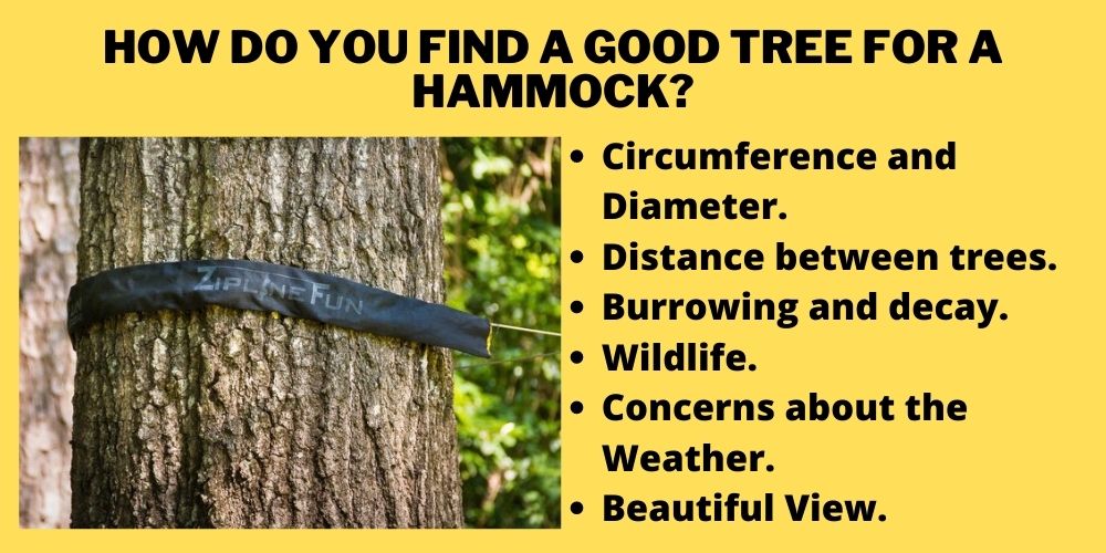 How do you find a good tree for a hammock?